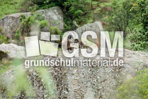 Tschakma Pavian (38 von 48).jpg